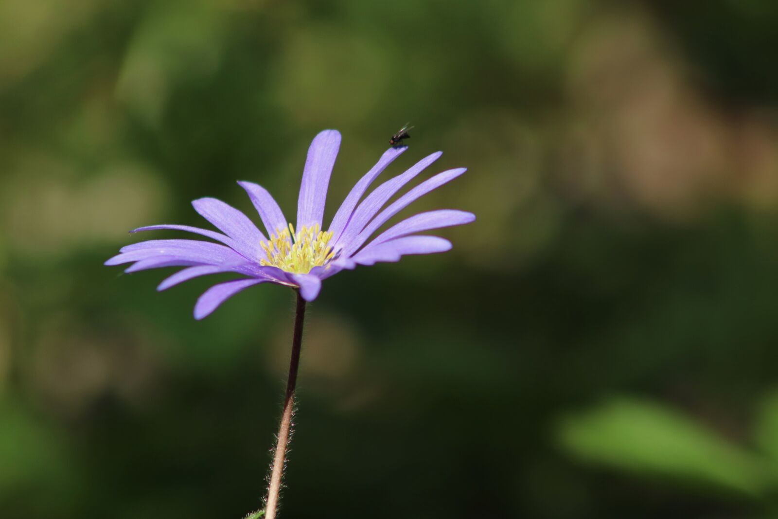 Canon EOS 800D (EOS Rebel T7i / EOS Kiss X9i) sample photo. Anemone, strahlenanemone, hahnenfu gew photography