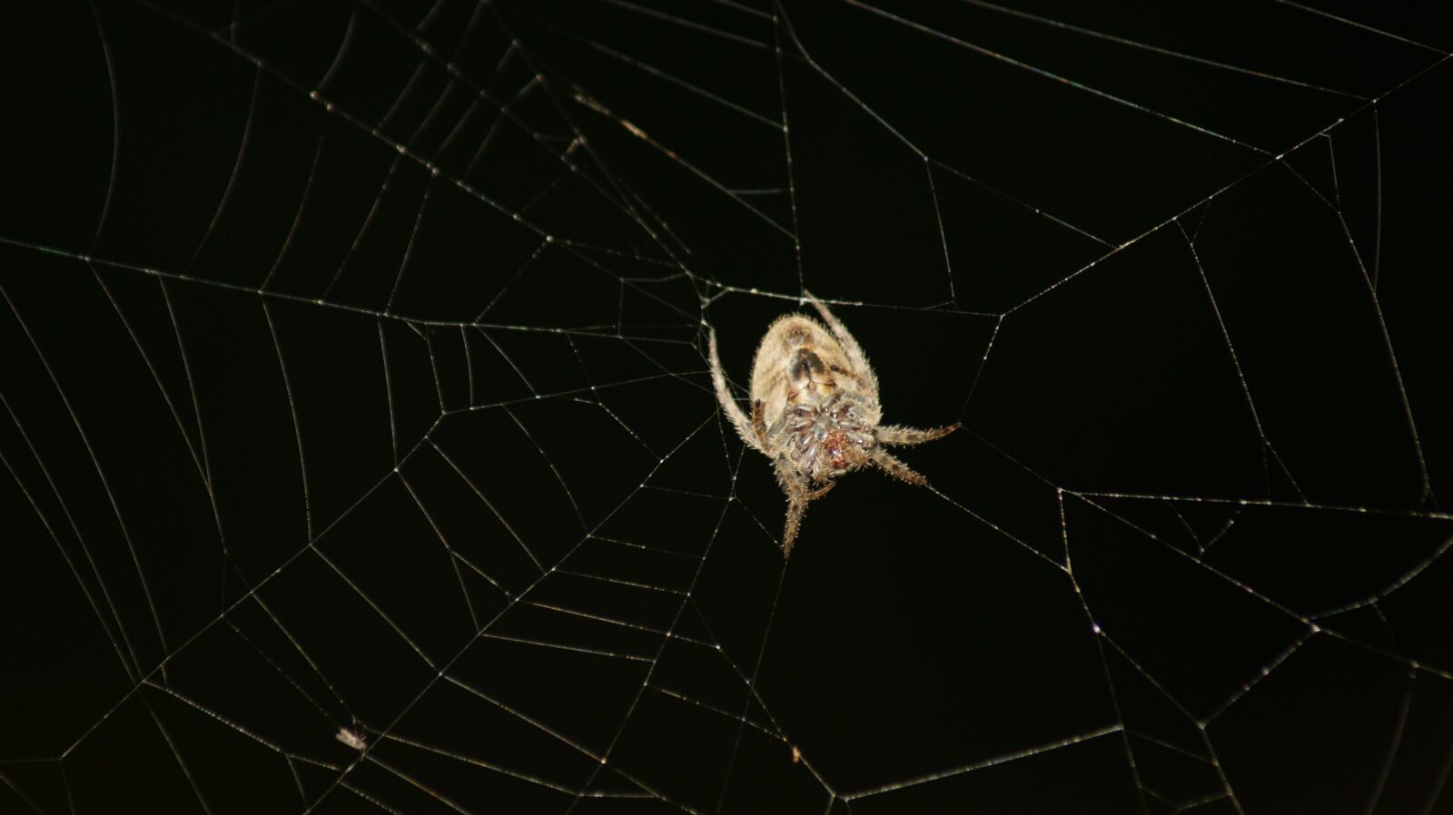 Sony Alpha DSLR-A390 sample photo. Colombia, your, field photography
