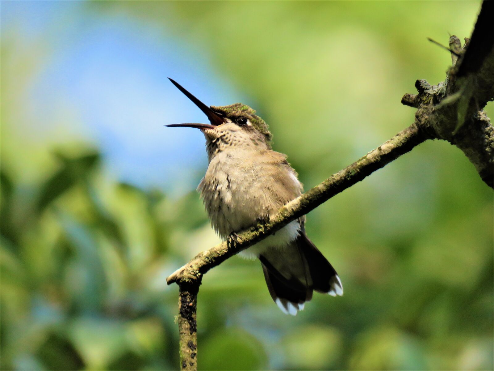 Canon PowerShot SX60 HS sample photo. Bird, hummingbird, open beak photography