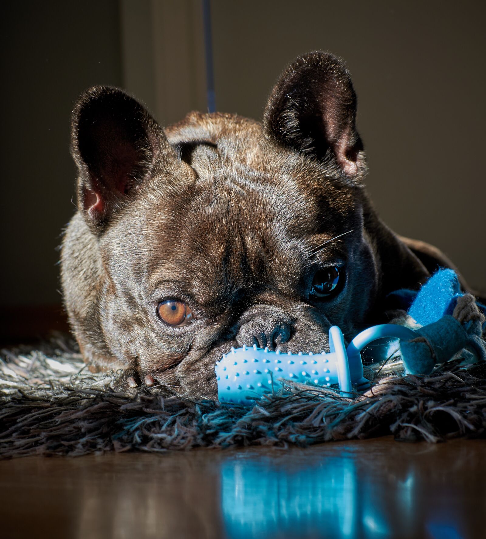 Nikon D5300 + Nikon AF-S DX Nikkor 35mm F1.8G sample photo. Dog, toys, pet photography