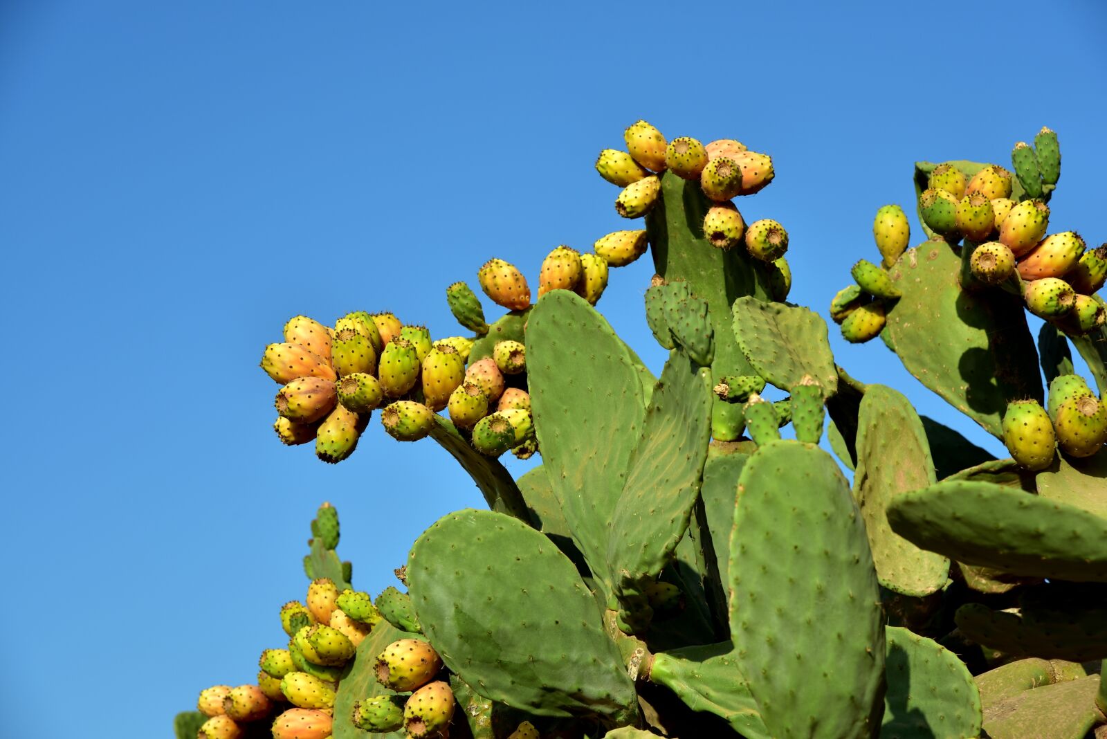 Nikon D750 sample photo. Prickly pear, cactus, cactus photography