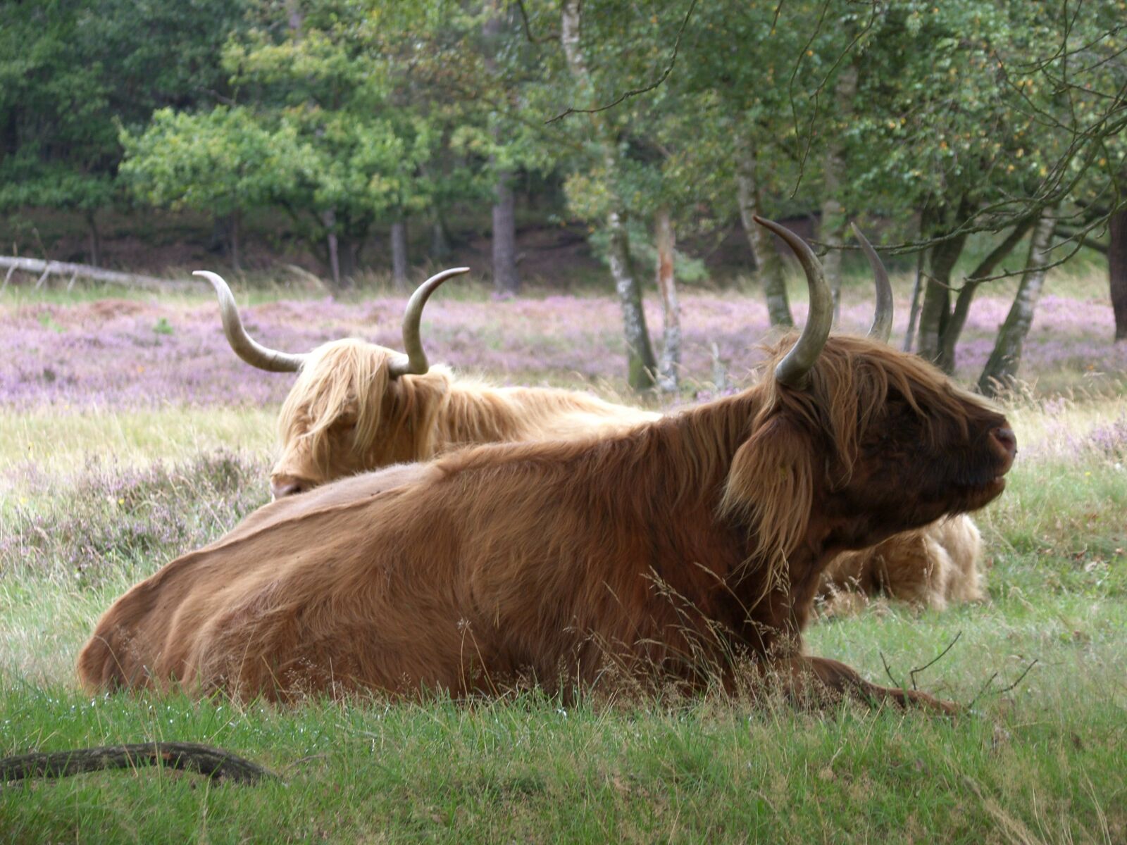 Samsung Pro 815 sample photo. Beef, cow, horns photography