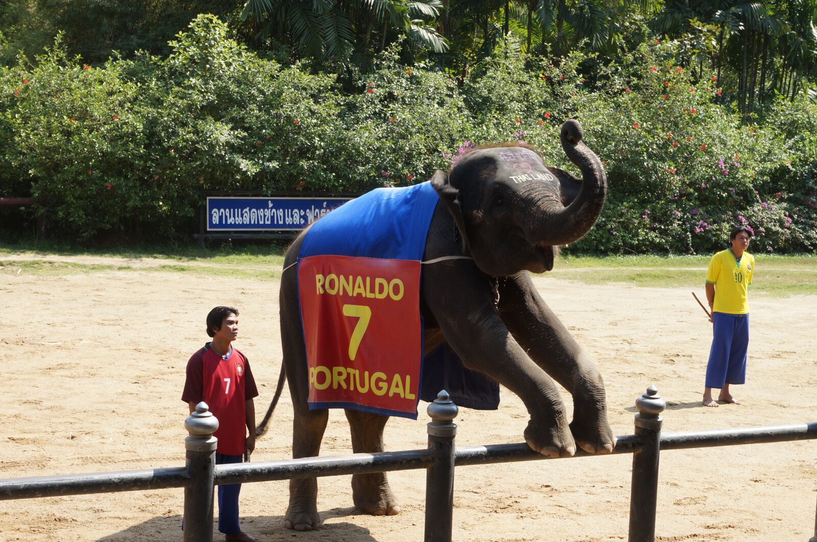 Sony Alpha NEX-3N sample photo. Thailand, packages, elephant photography