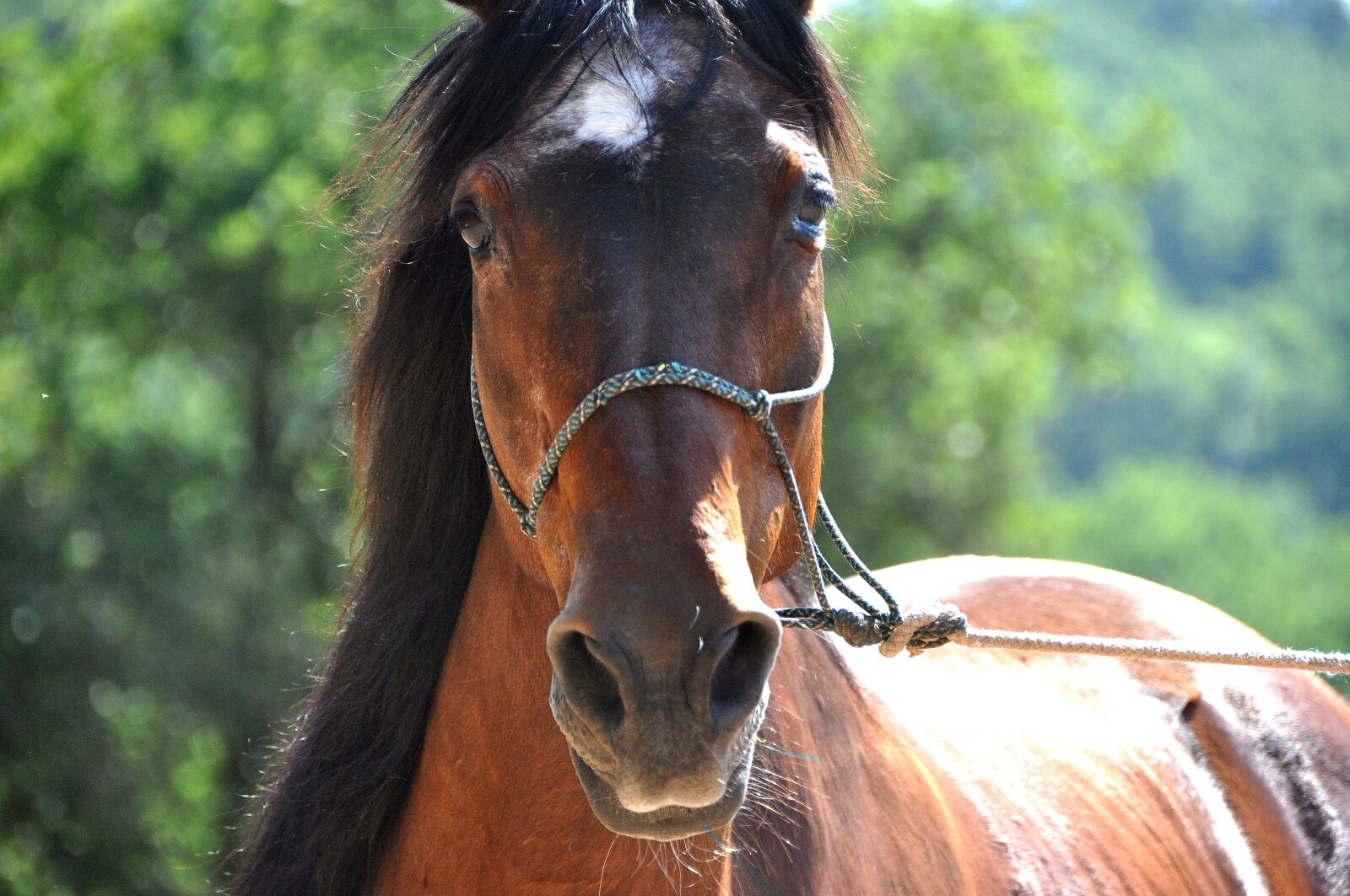Nikon D90 sample photo. Horse, head, portrait photography