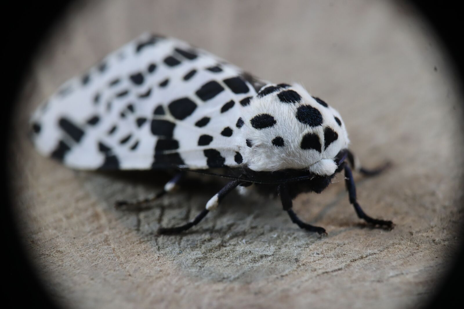 Canon EOS M50 (EOS Kiss M) sample photo. Insect, moth, leopard photography
