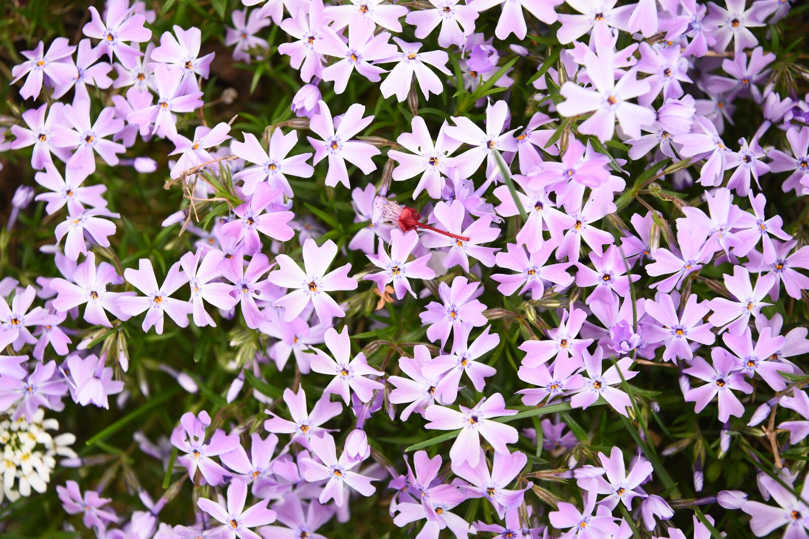 Nikon D7200 sample photo. Spring, garden, discounts photography