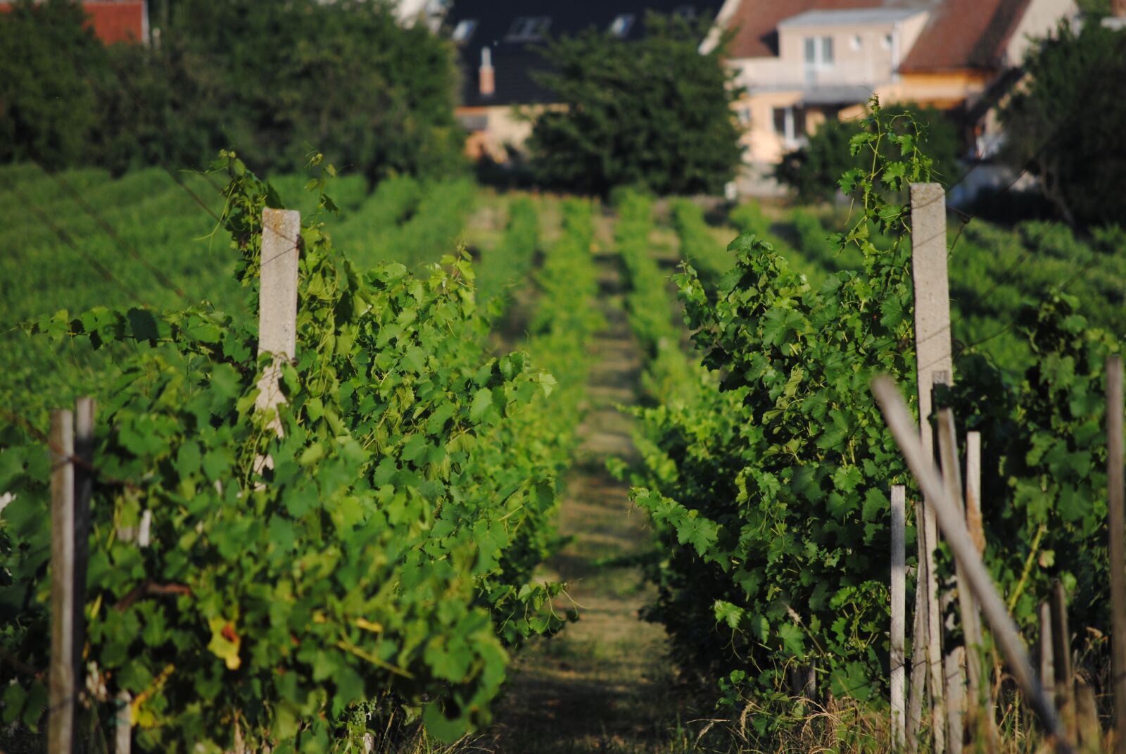 Nikon D3000 sample photo. Vineyard, summer, grapevine photography