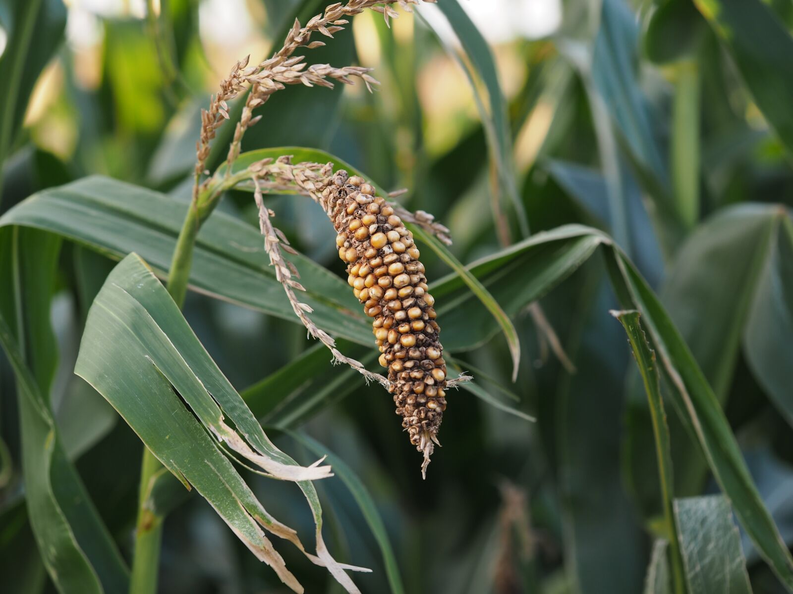 Olympus PEN E-PL7 sample photo. Corn, kukuruz, food photography