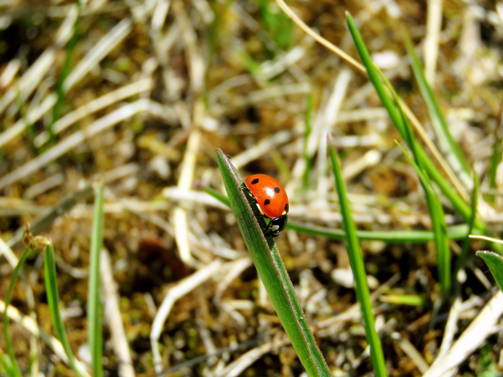 Canon PowerShot SX60 HS sample photo. Ladybug, nature, bug photography