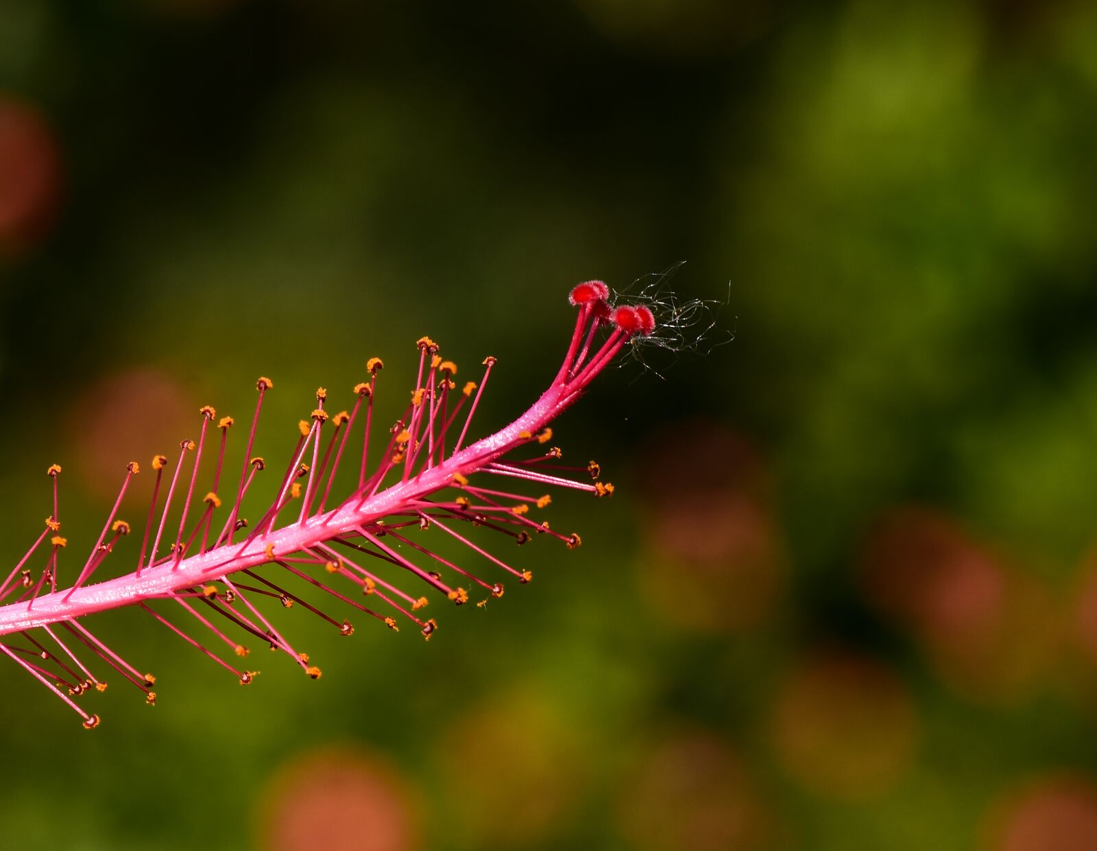 Nikon D5500 sample photo. Hibiscus, red flower, summer photography