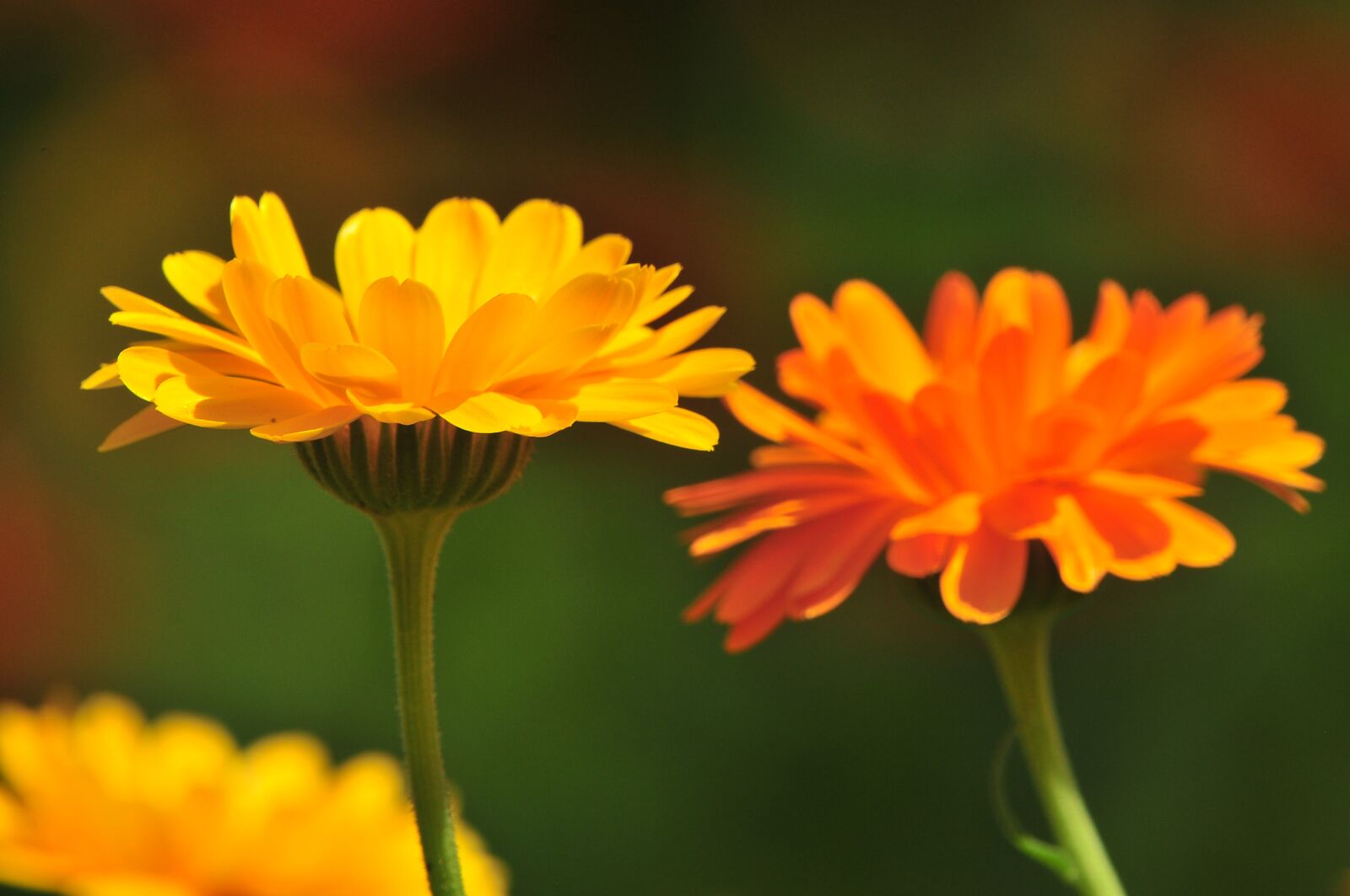 Nikon D300 sample photo. Nature, flower, marigold photography