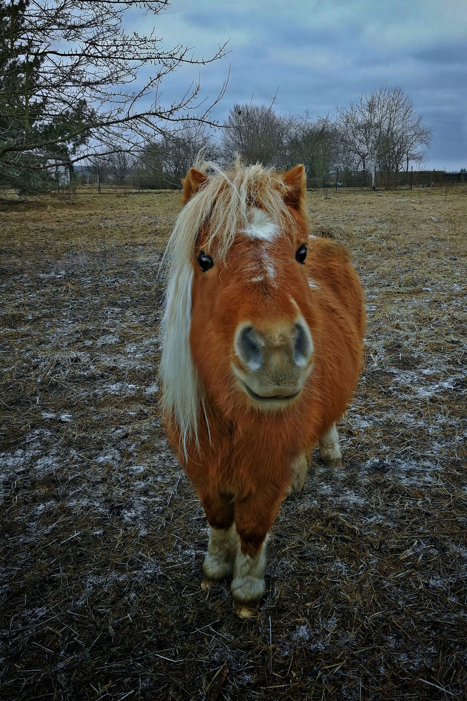 HUAWEI P10 sample photo. Horse, hdr, small photography