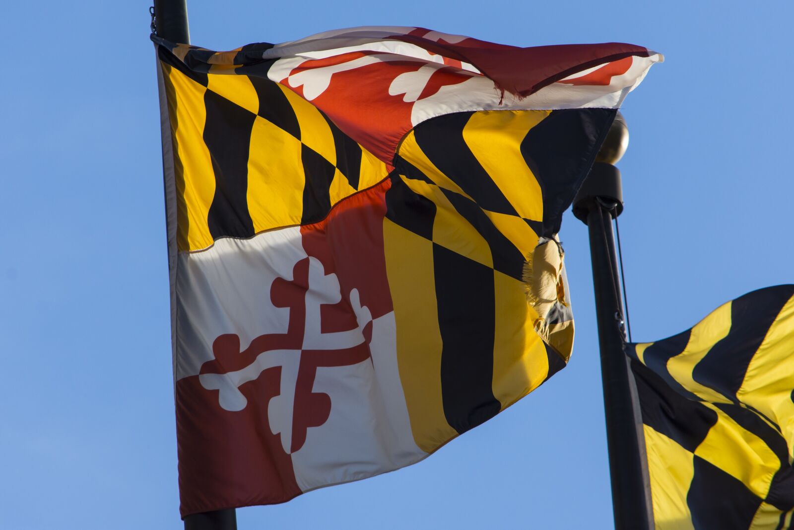 Nikon D7200 sample photo. Maryland, flag, pole photography