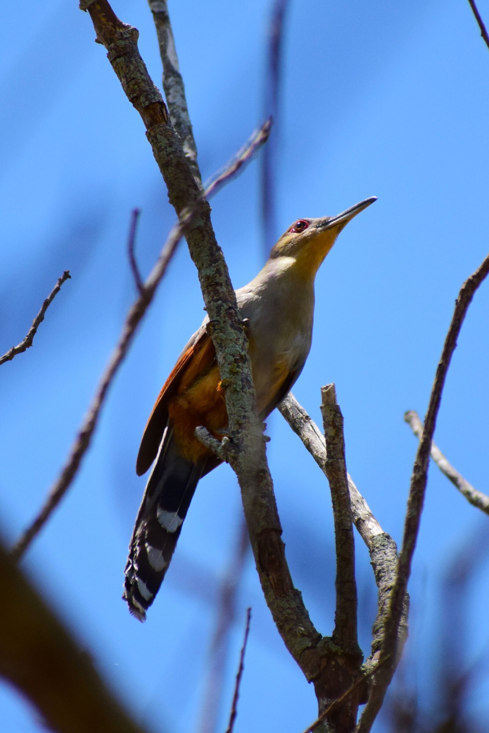 Nikon D5300 sample photo. Birds, pen, nature photography