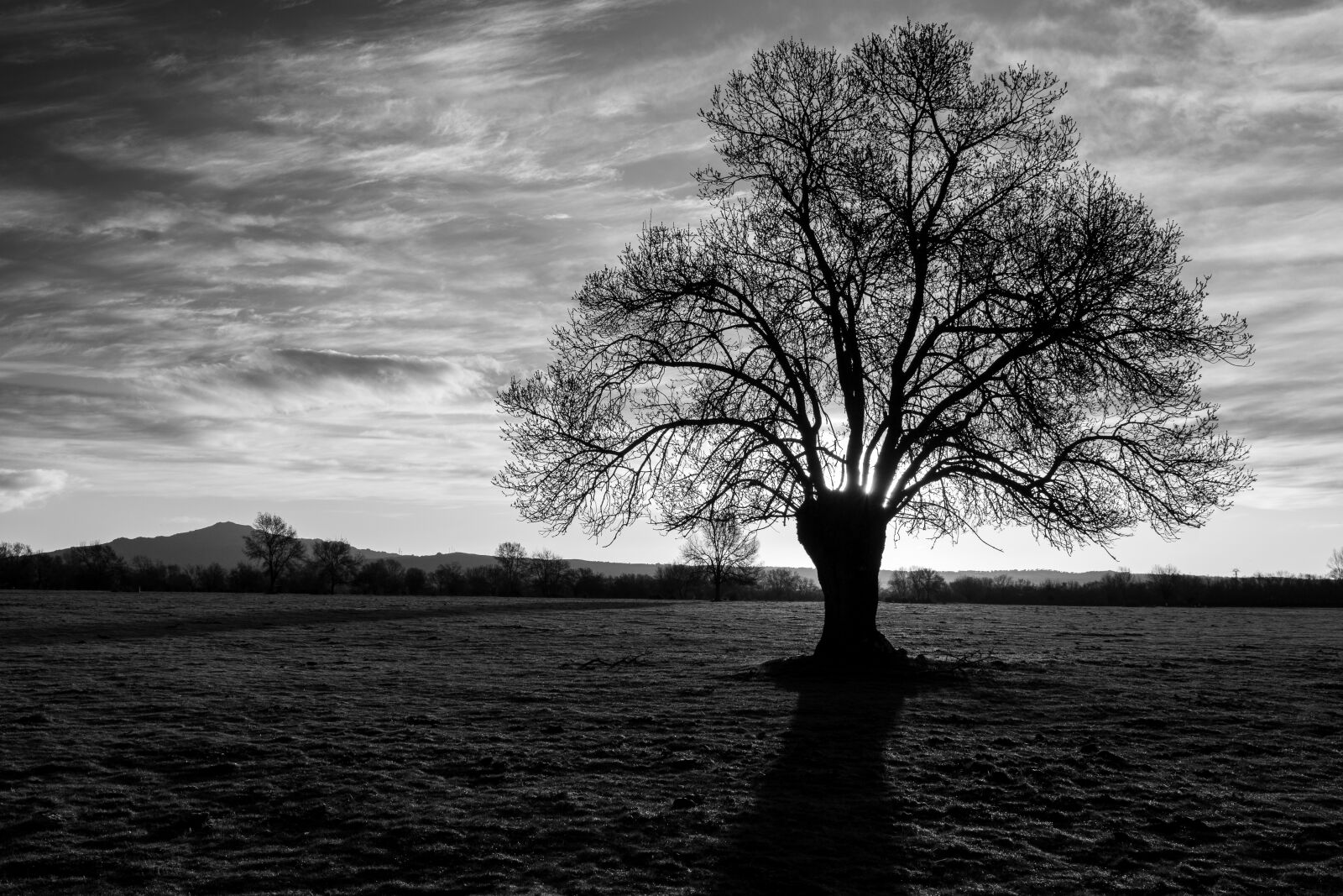 Sony a6500 + Sony Vario-Tessar T* E 16-70mm F4 ZA OSS sample photo. Tree, backlight, landscape photography