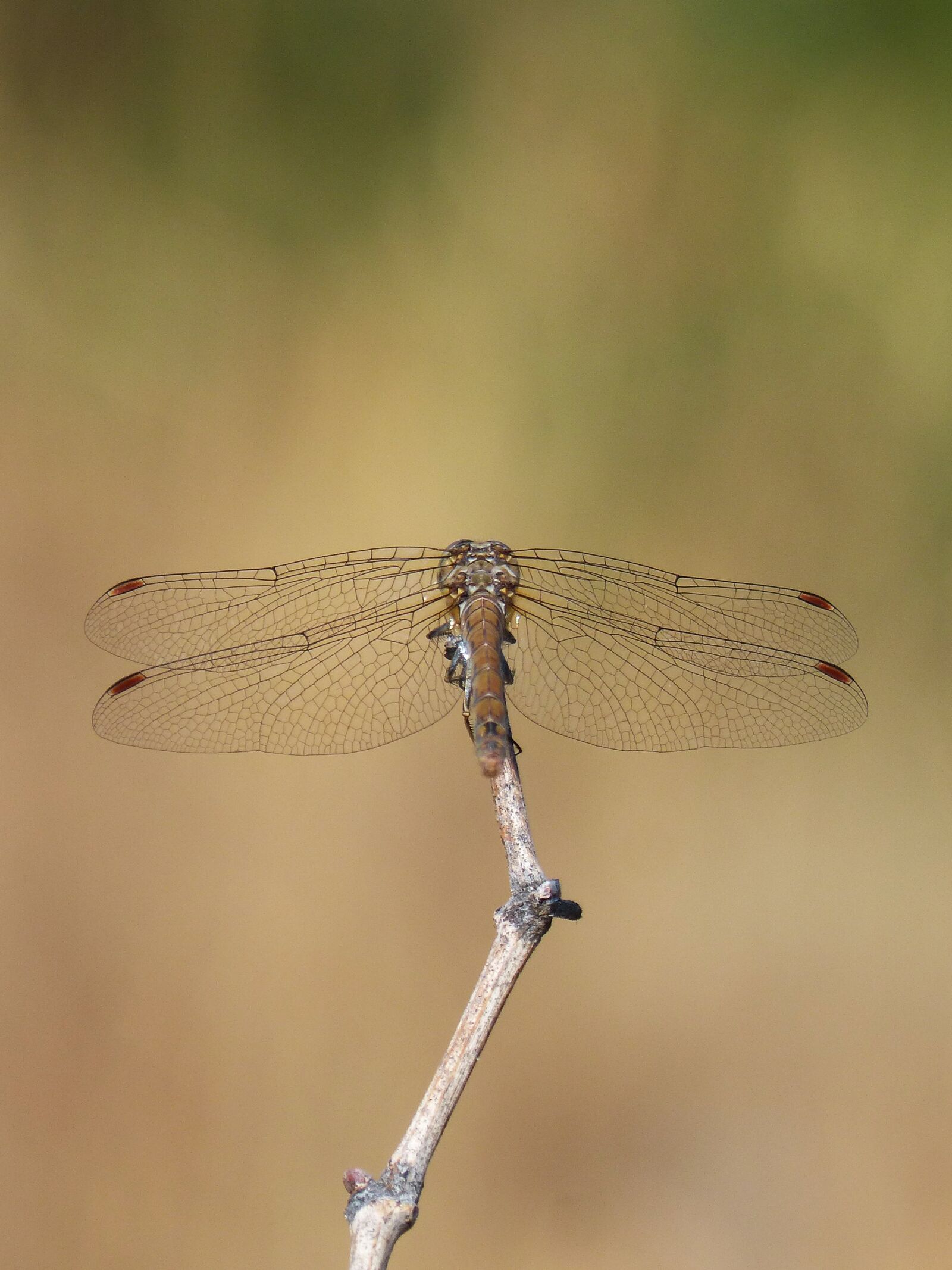 Panasonic DMC-FZ62 sample photo. Dragonfly, branch, sympetrum striolatum photography