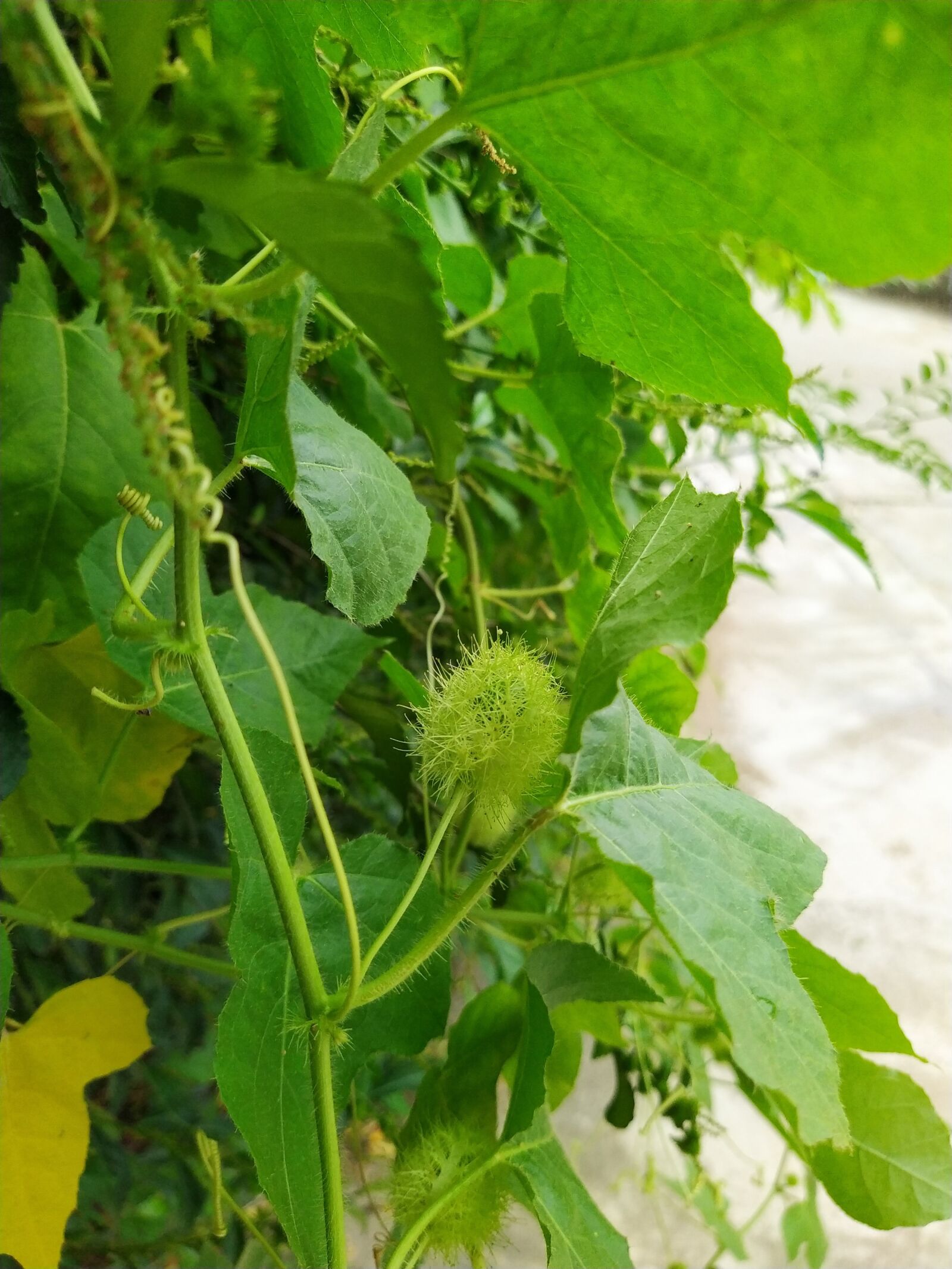 HMD Global Nokia 7.2 sample photo. Flower, wildflowers, vietnam photography