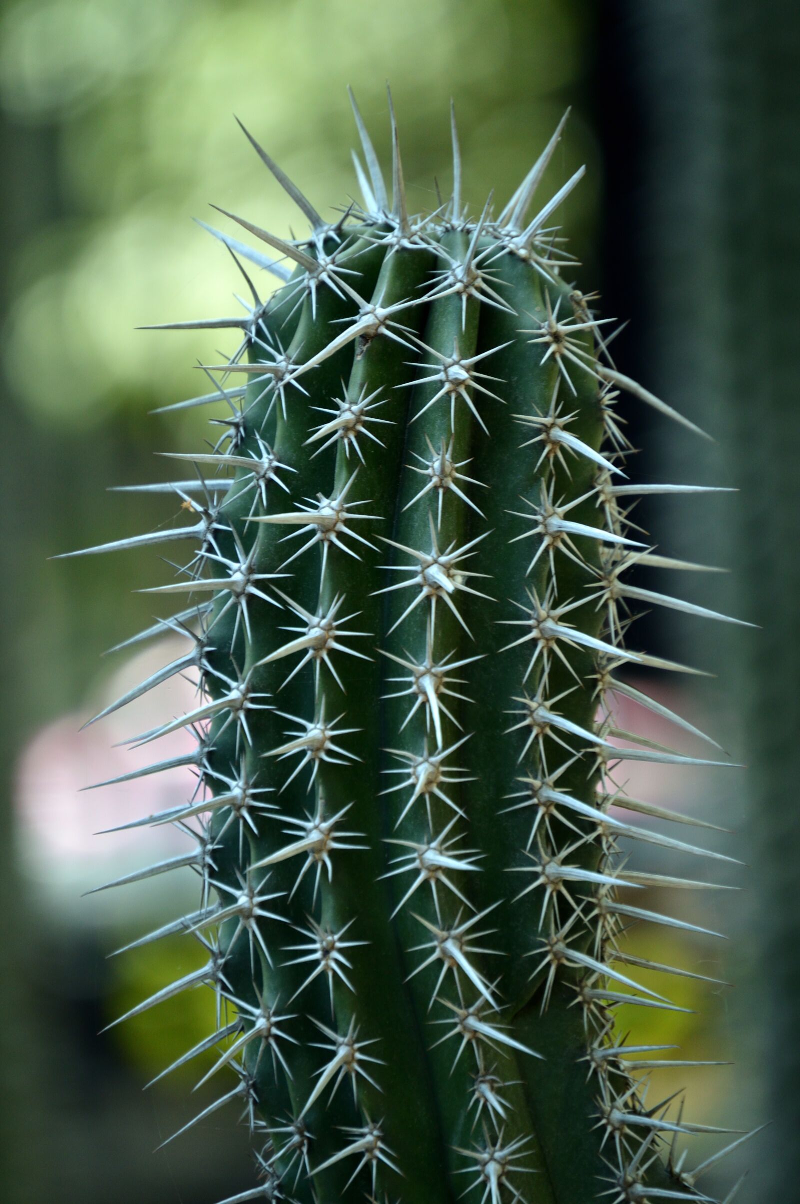 Nikon D3200 sample photo. Park, plant, green photography