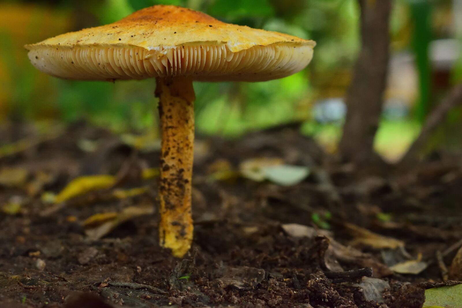 Nikon D5300 sample photo. Fungi, nature, colombia photography