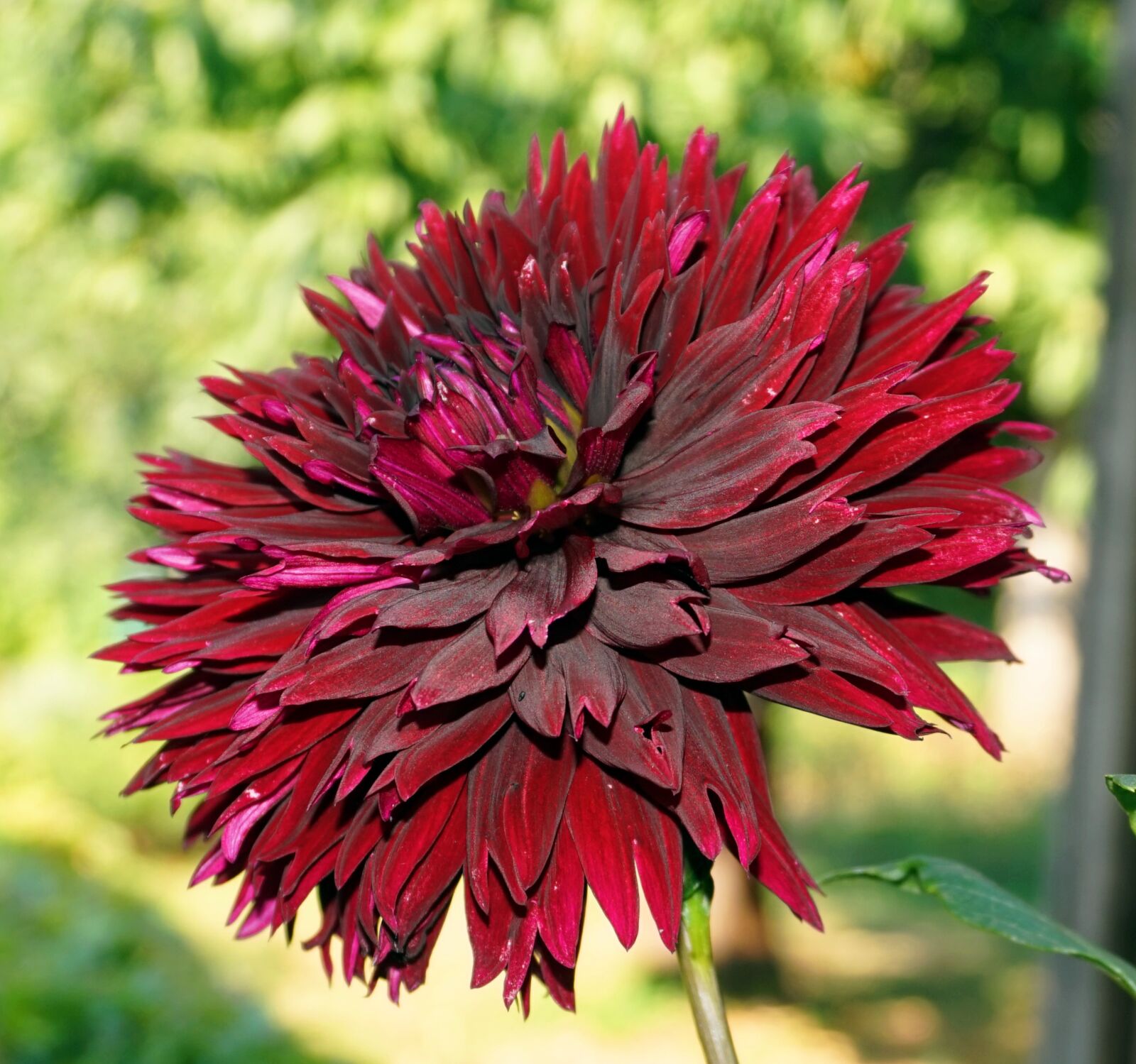 Sony Alpha a5000 (ILCE 5000) sample photo. Dahlia, blossom, bloom photography