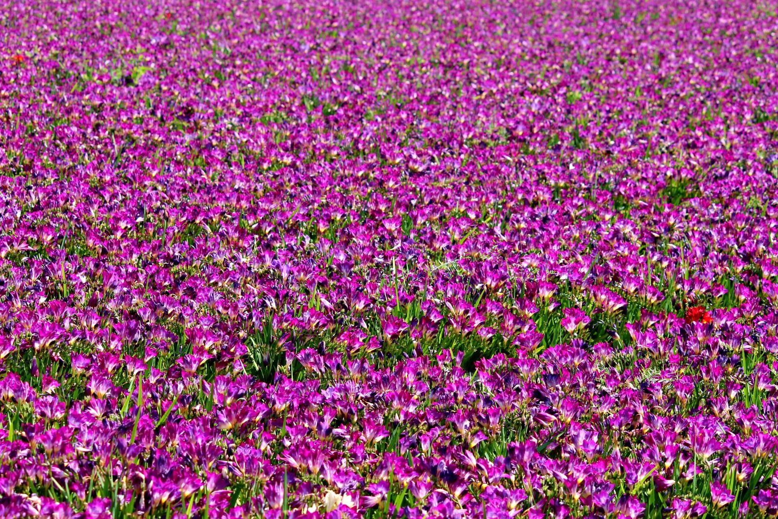 Canon EOS 1100D (EOS Rebel T3 / EOS Kiss X50) sample photo. Freesia, field of flowers photography