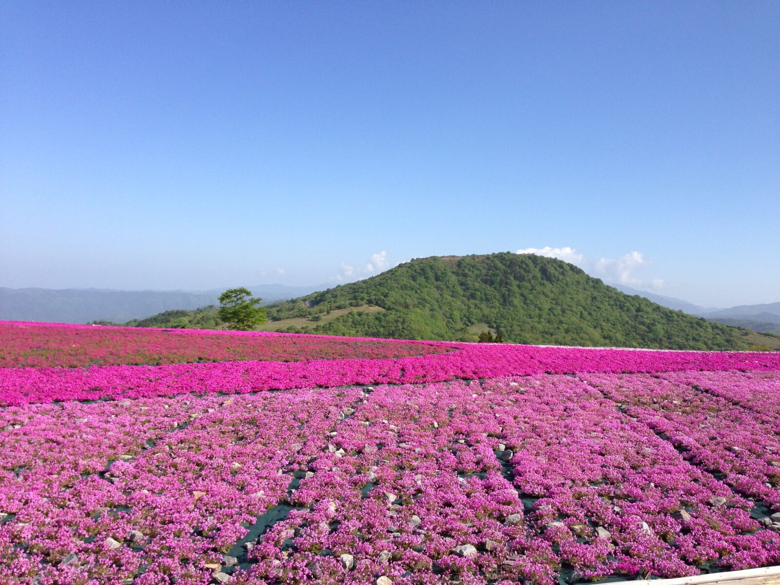 iPhone 5 back camera 4.12mm f/2.4 sample photo. Flowers, phlox, spring photography