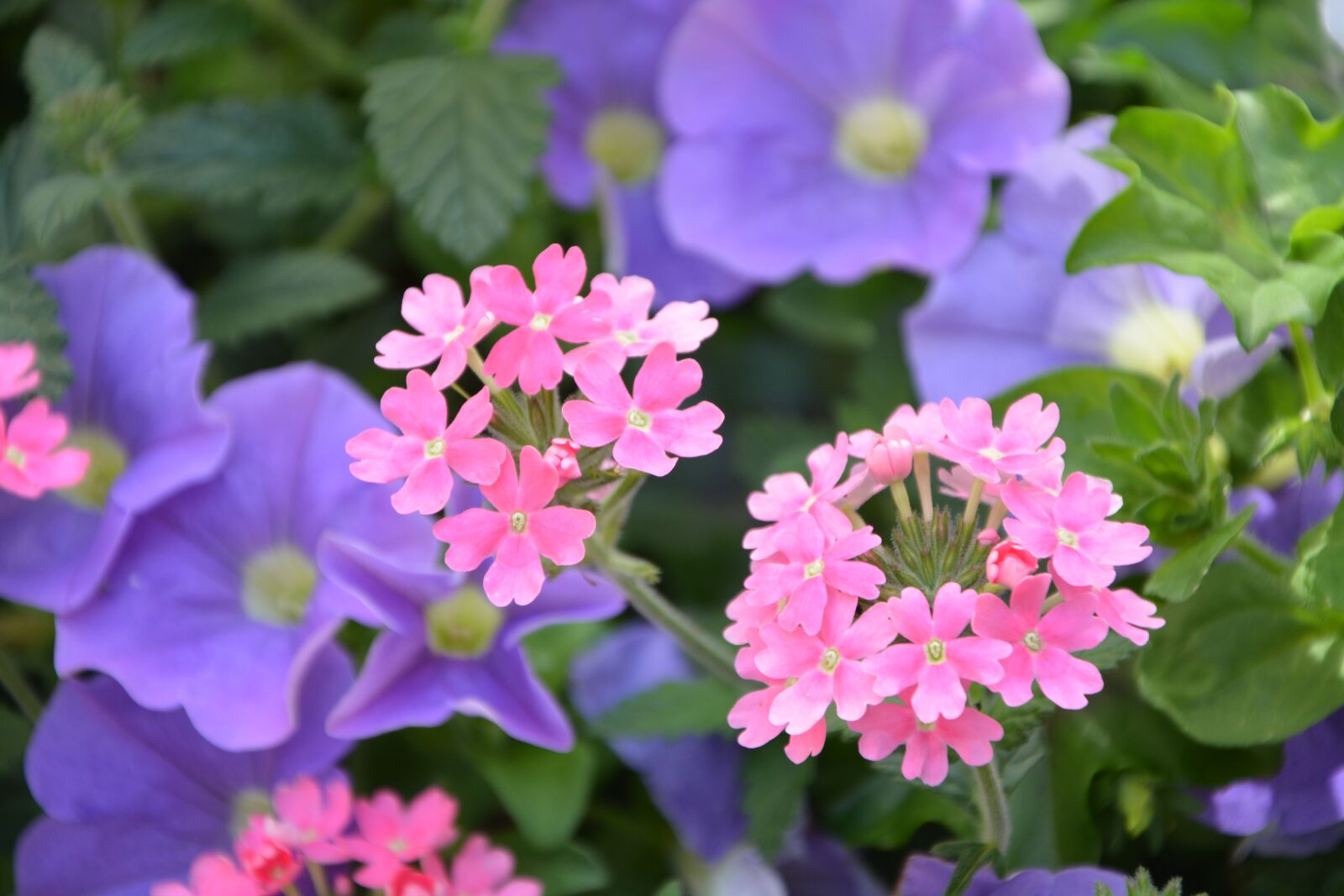 Nikon D5200 sample photo. Flowers, mauve pink, plants photography