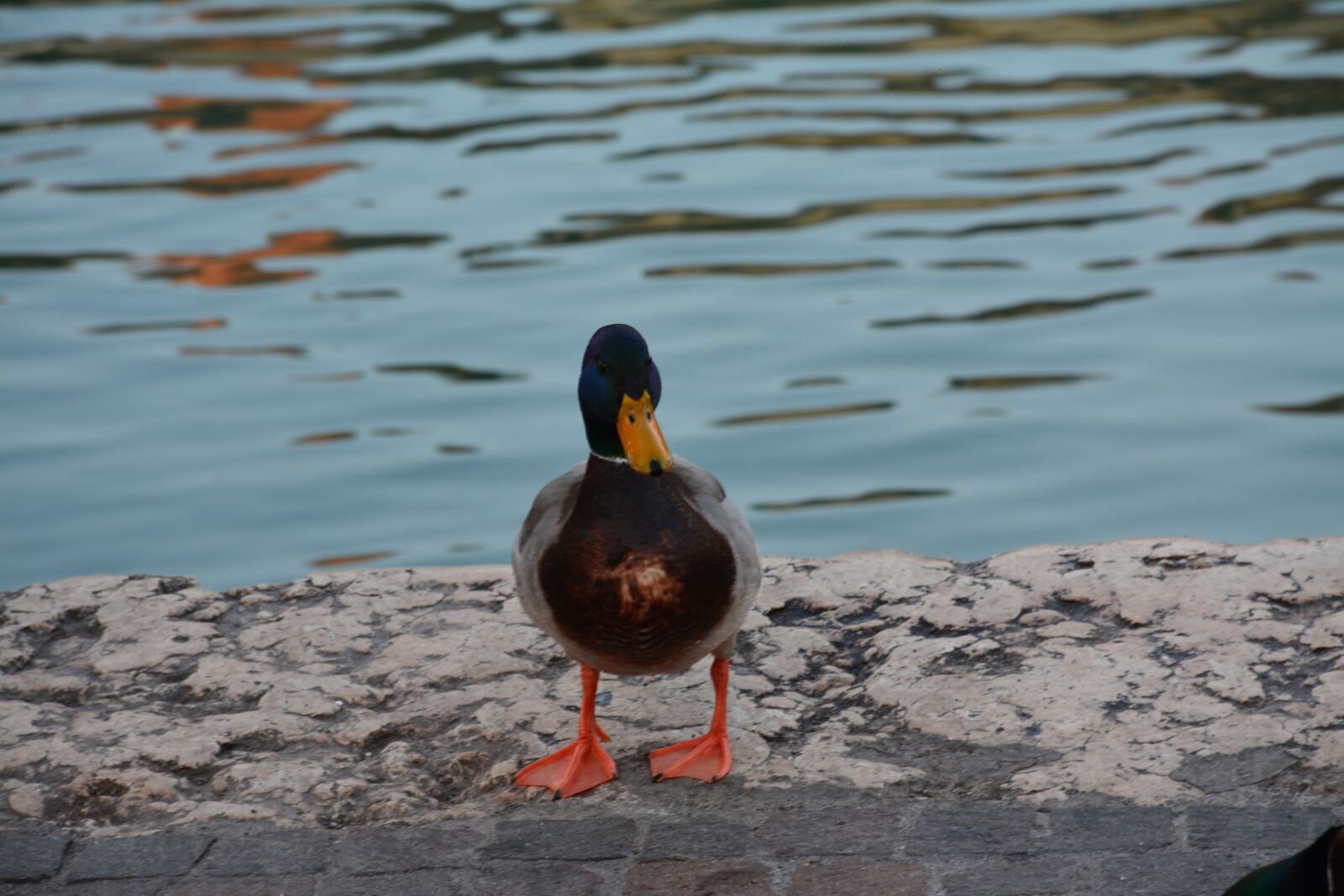 Nikon D5200 sample photo. Duck, birds, lake photography