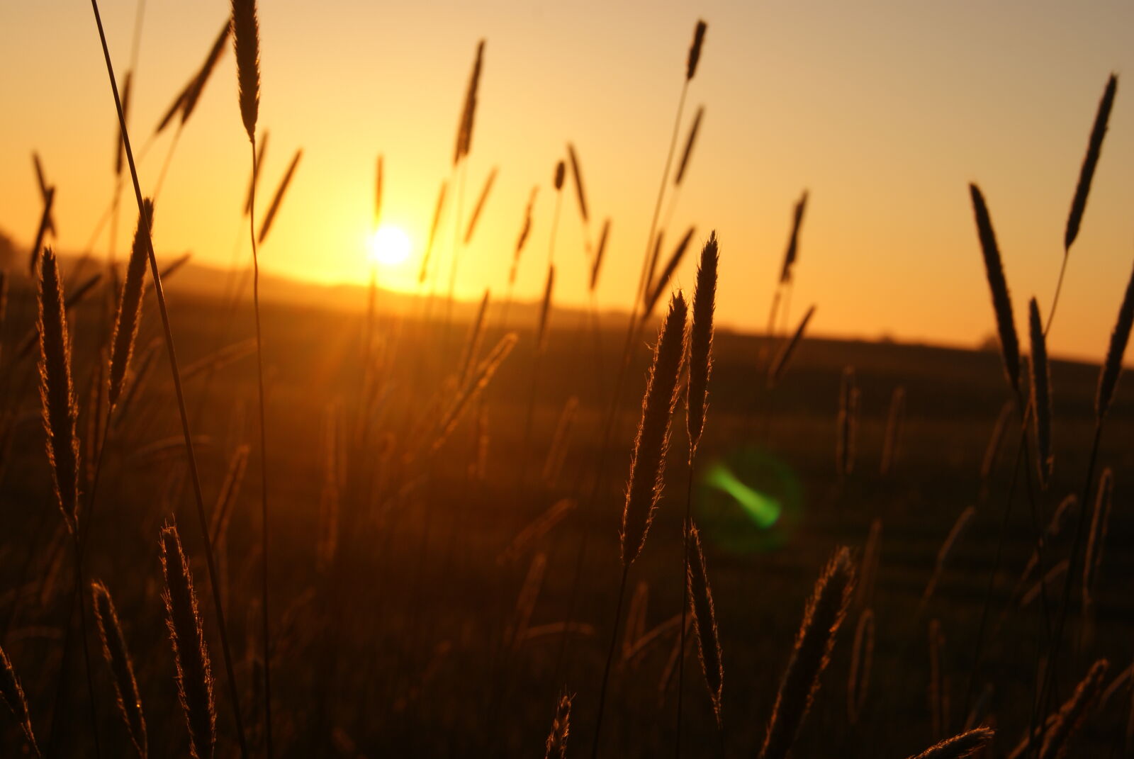 Sony Alpha DSLR-A230 sample photo. Field, grass, morning, morning photography