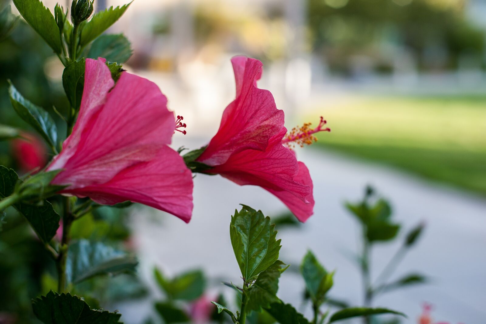 Canon EOS 5D + Canon EF 50mm F1.4 USM sample photo. Flower, hibiscus, the garden photography
