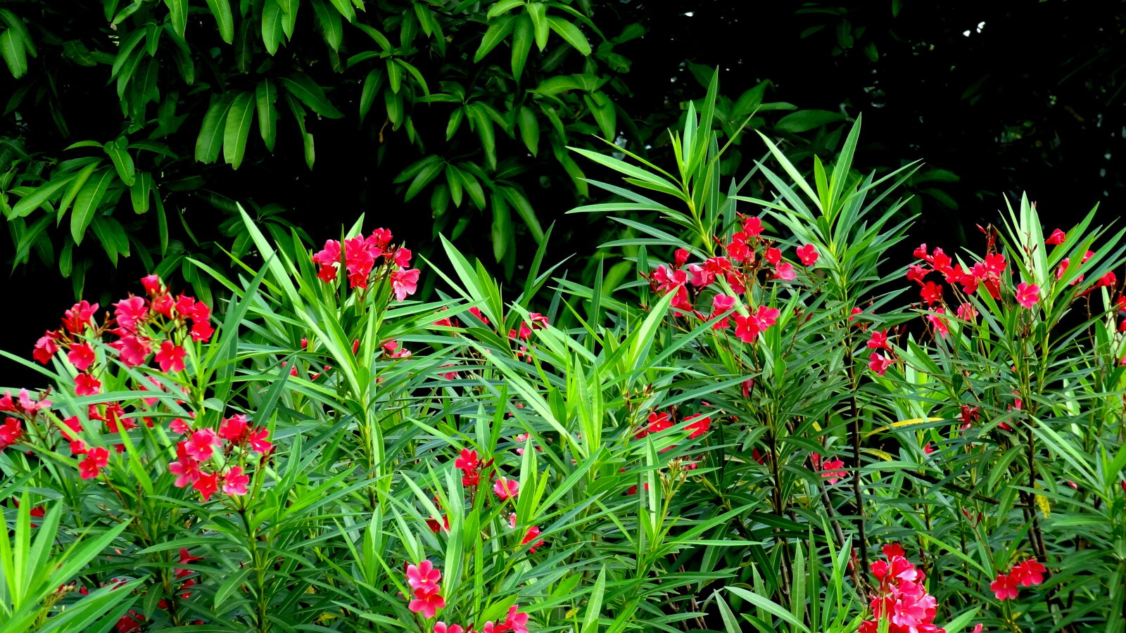 Sony Cyber-shot DSC-HX9V sample photo. Row, of, red, flours photography