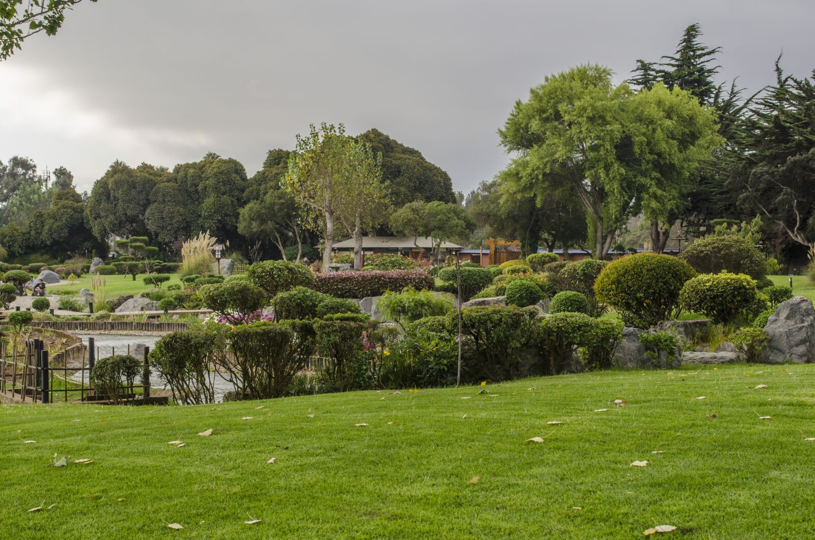 Nikon D5100 sample photo. Lawn, tree, nature photography