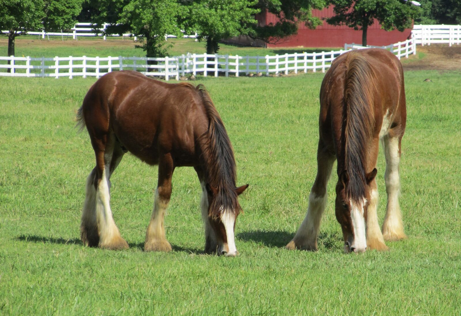 Canon PowerShot SX130 IS sample photo. Clydesdales, horses, purebred photography