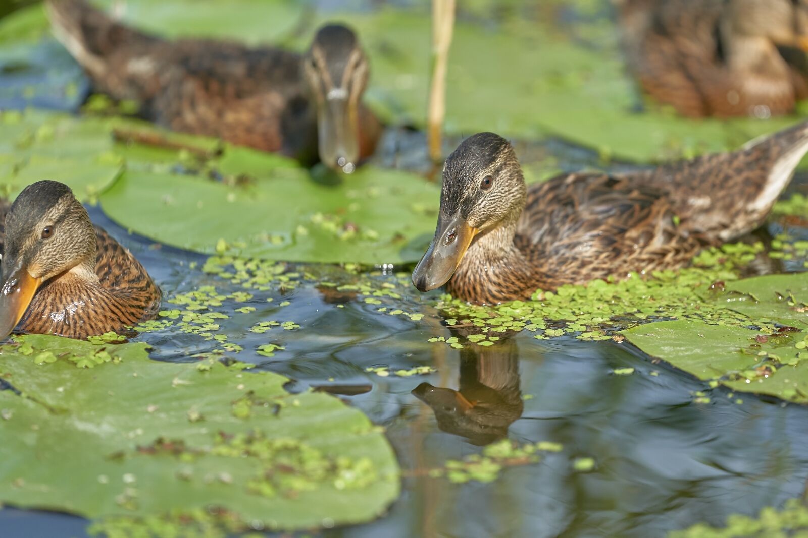 Sony FE 70-200mm F2.8 GM OSS sample photo. Duck, pond, water bird photography