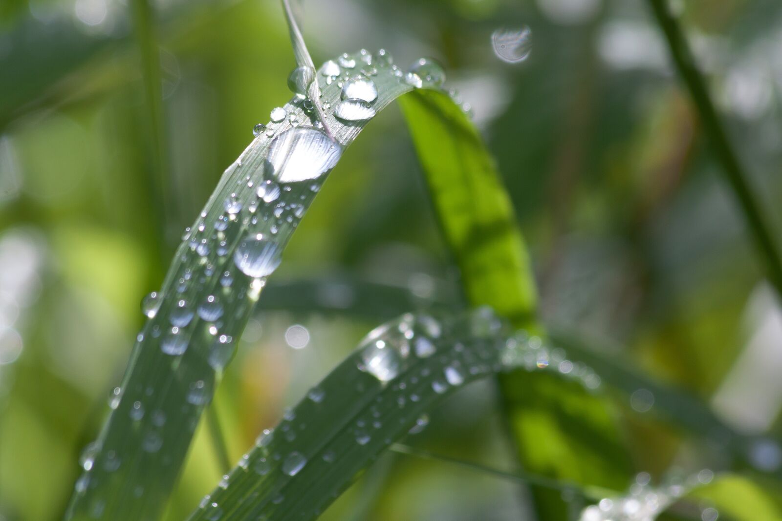 Canon EOS 50D sample photo. Grass, blade of grass photography