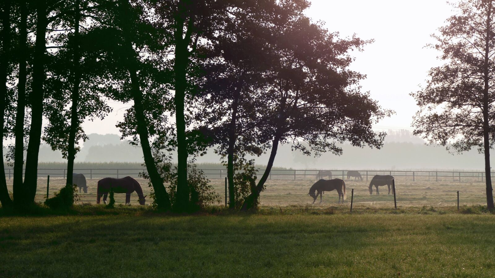 Panasonic Lumix DMC-FZ1000 sample photo. Morgenstimmung, paddock, horses photography