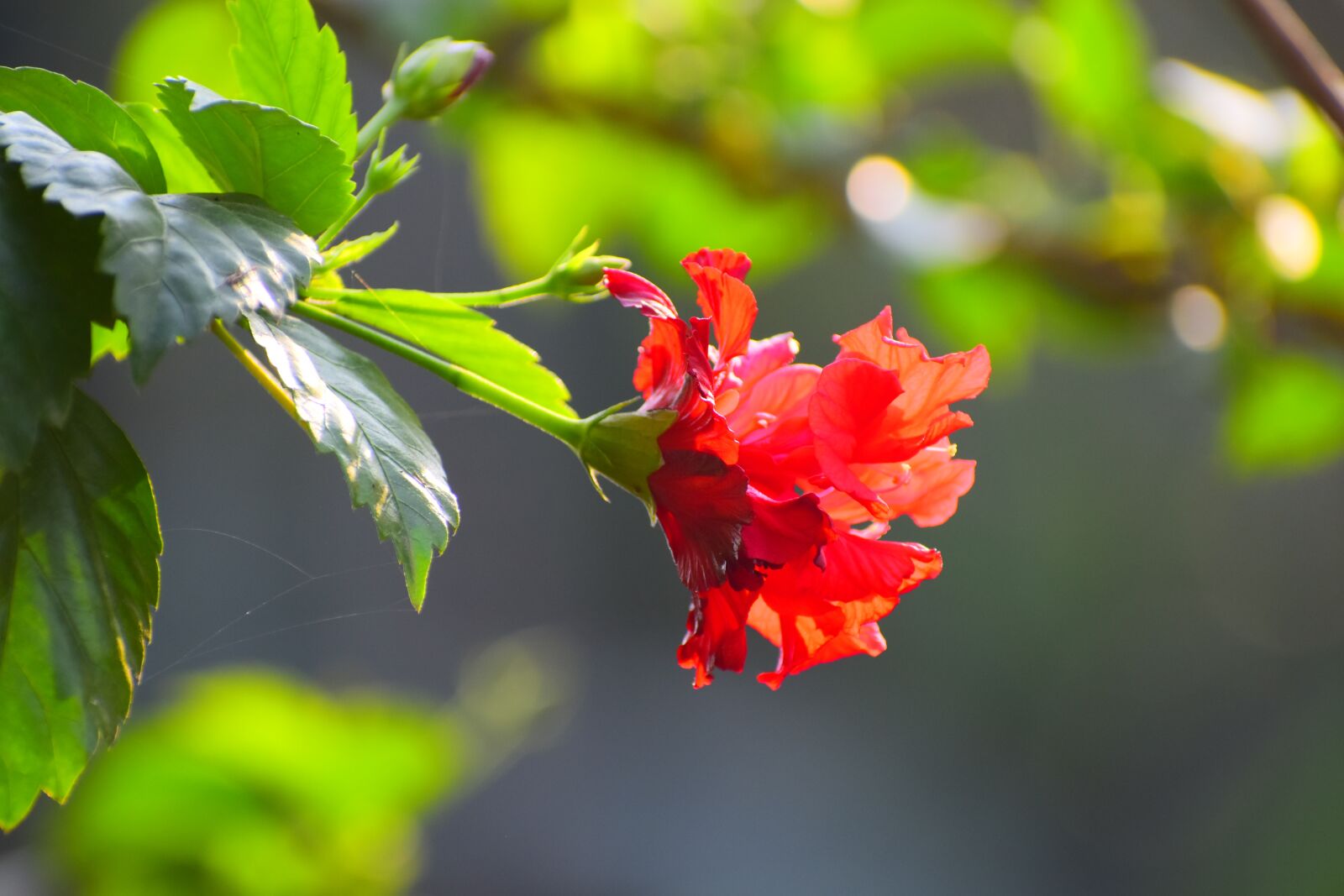 Nikon D5600 sample photo. Nature, leaf, flora photography
