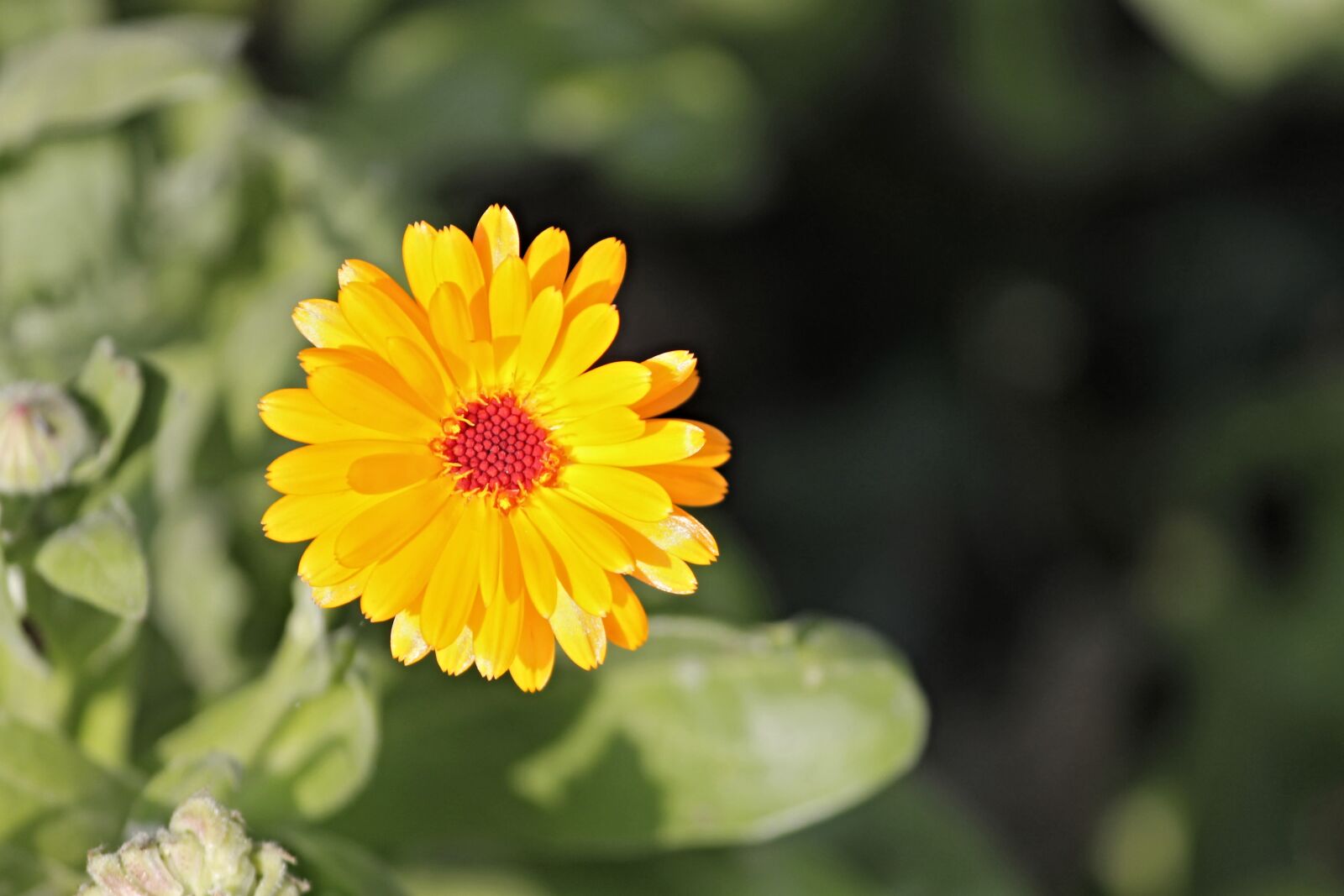 Canon EOS 1100D (EOS Rebel T3 / EOS Kiss X50) sample photo. Marigold, calendula officinalis, gardening photography