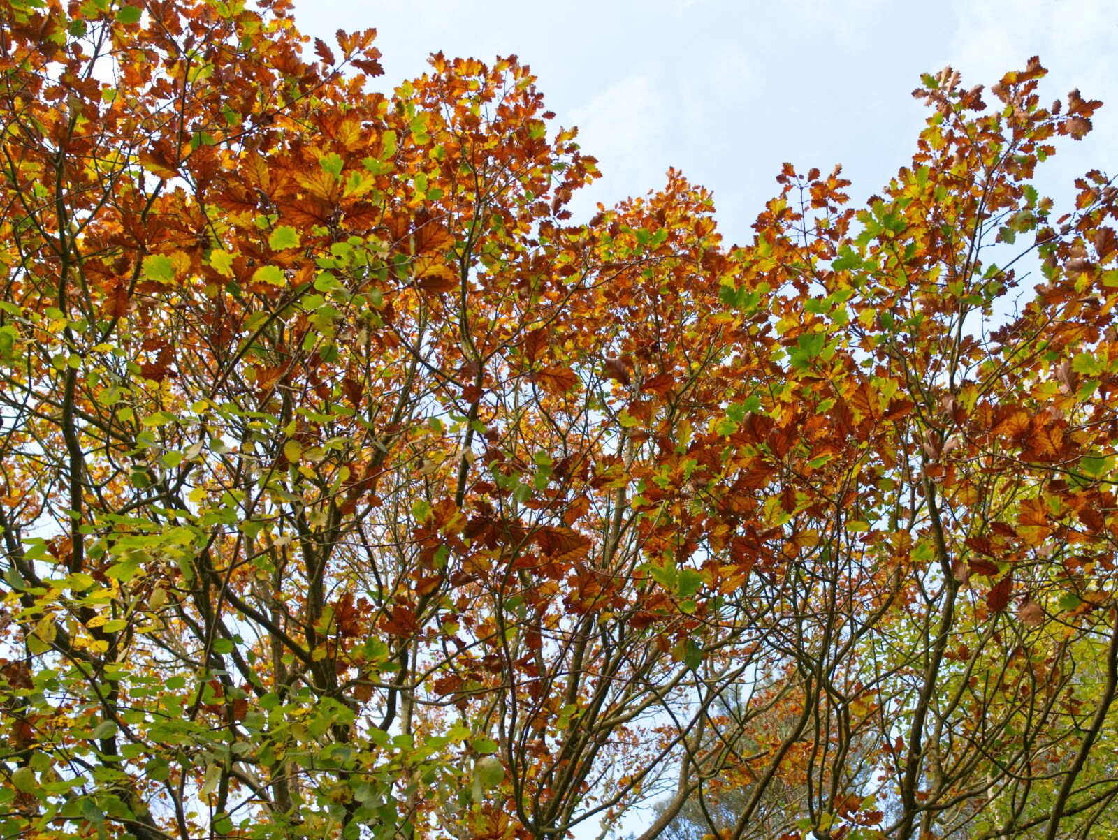 Panasonic Leica DG Summilux 15mm F1.7 ASPH sample photo. Autumn, leaves, sky photography