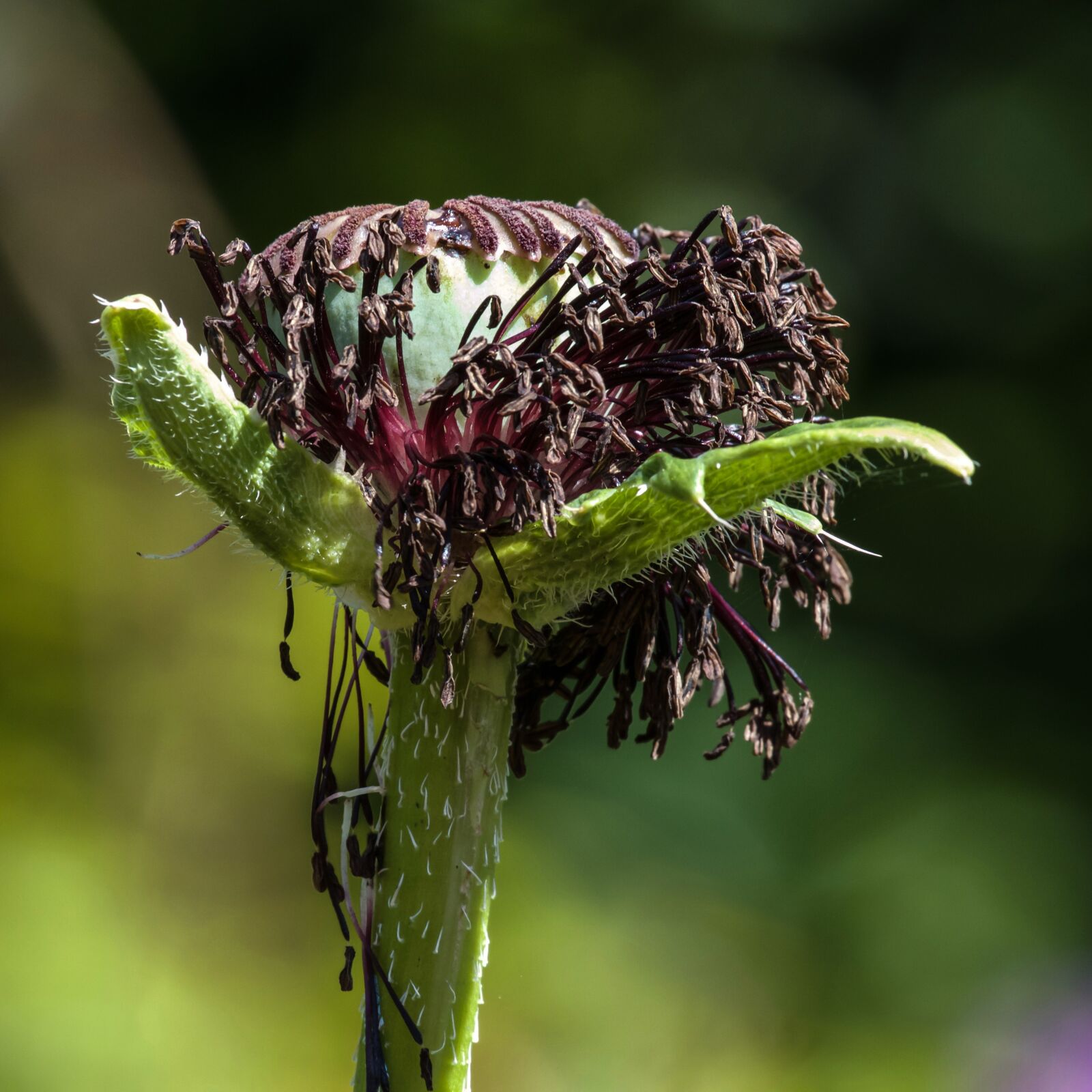 Canon EOS 7D sample photo. Poppy, flower, faded photography