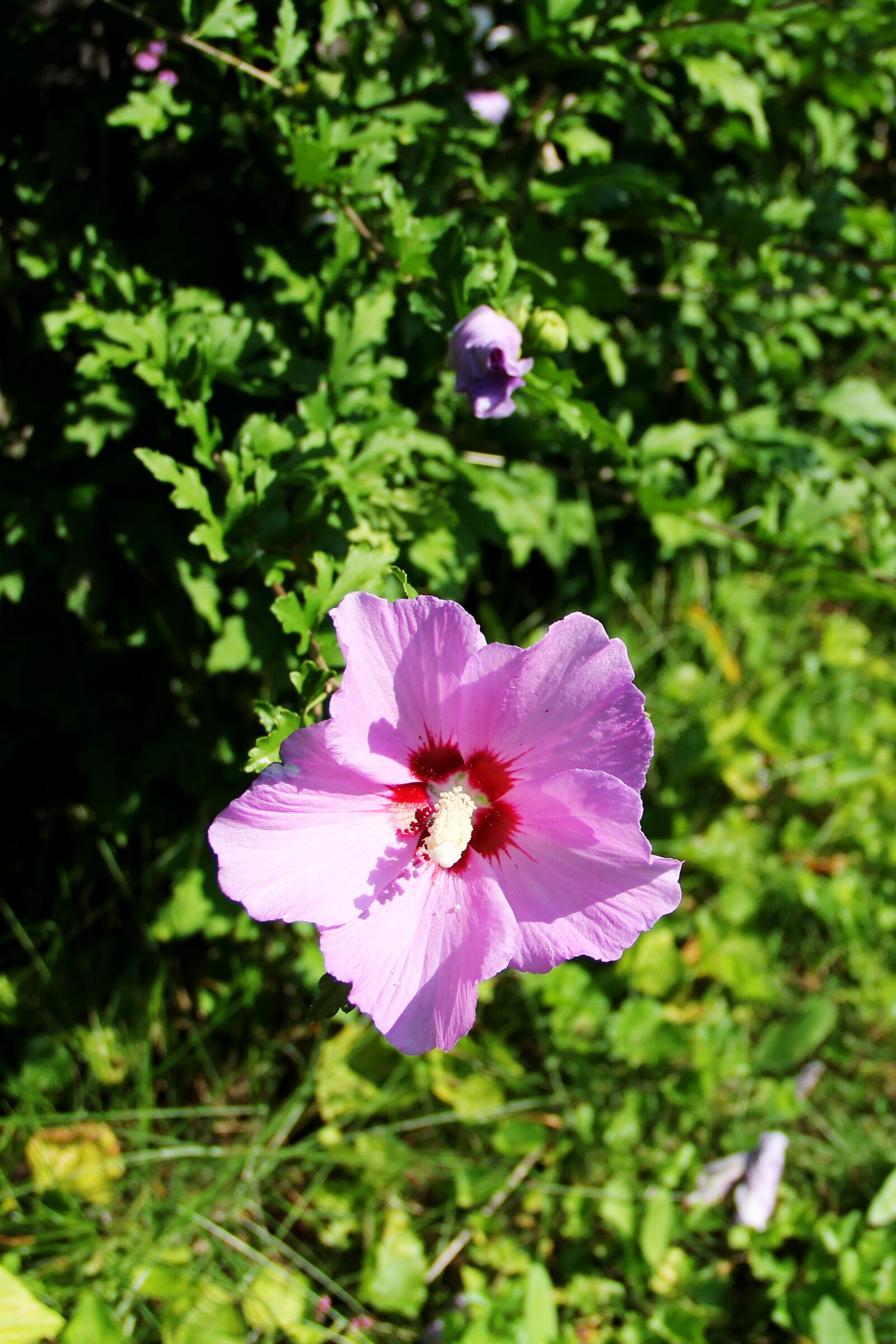 Canon EF-S 18-135mm F3.5-5.6 IS sample photo. Flower, hibiscus, perennials photography