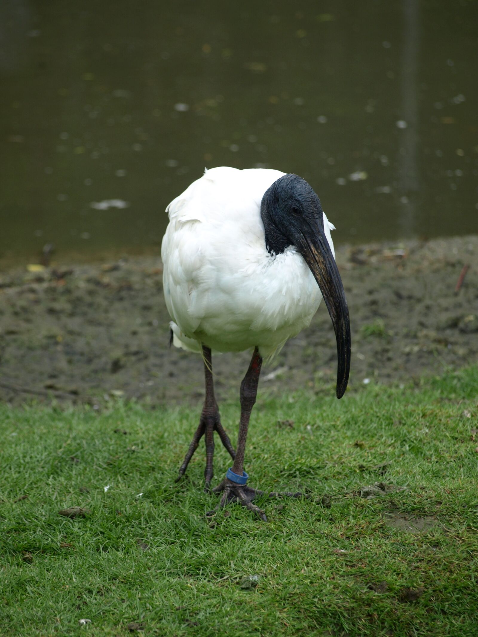 Olympus E-510 (EVOLT E-510) sample photo. Ibis, bird, white photography