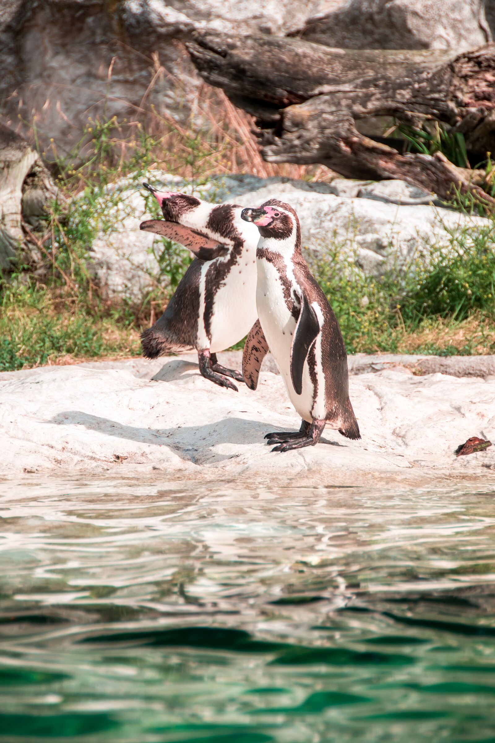 Nikon D800E sample photo. Penguin, sweet, together photography