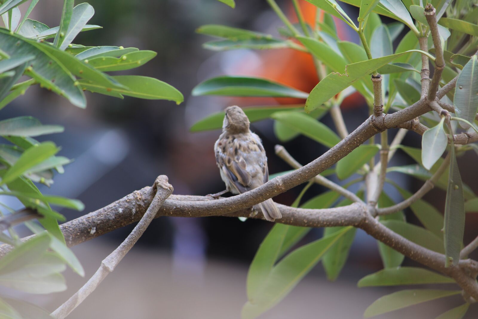 Canon EOS 2000D (EOS Rebel T7 / EOS Kiss X90 / EOS 1500D) sample photo. Tree, nature, parrot photography