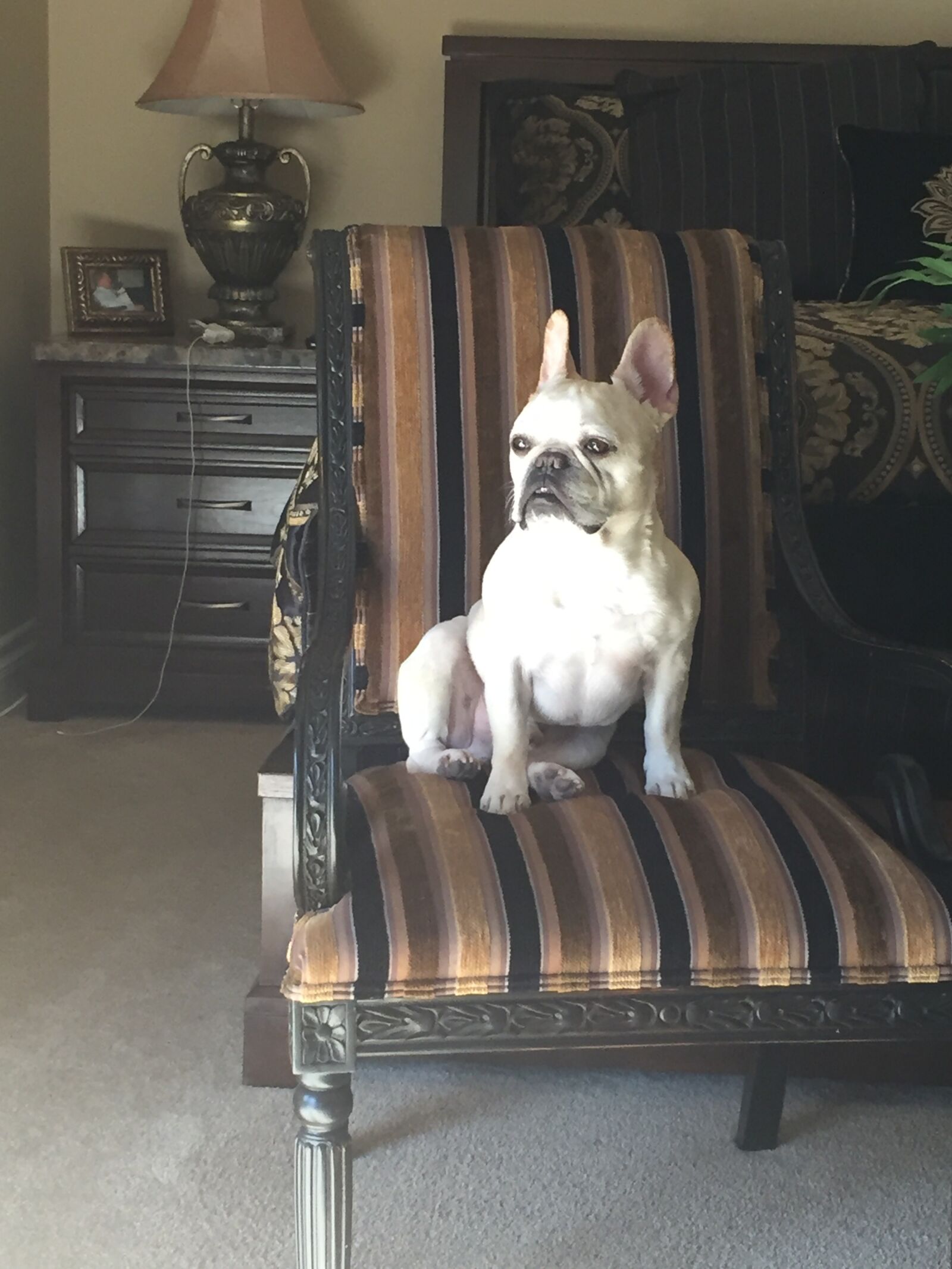 iPhone 6 back camera 4.15mm f/2.2 sample photo. Norman, king, dog photography