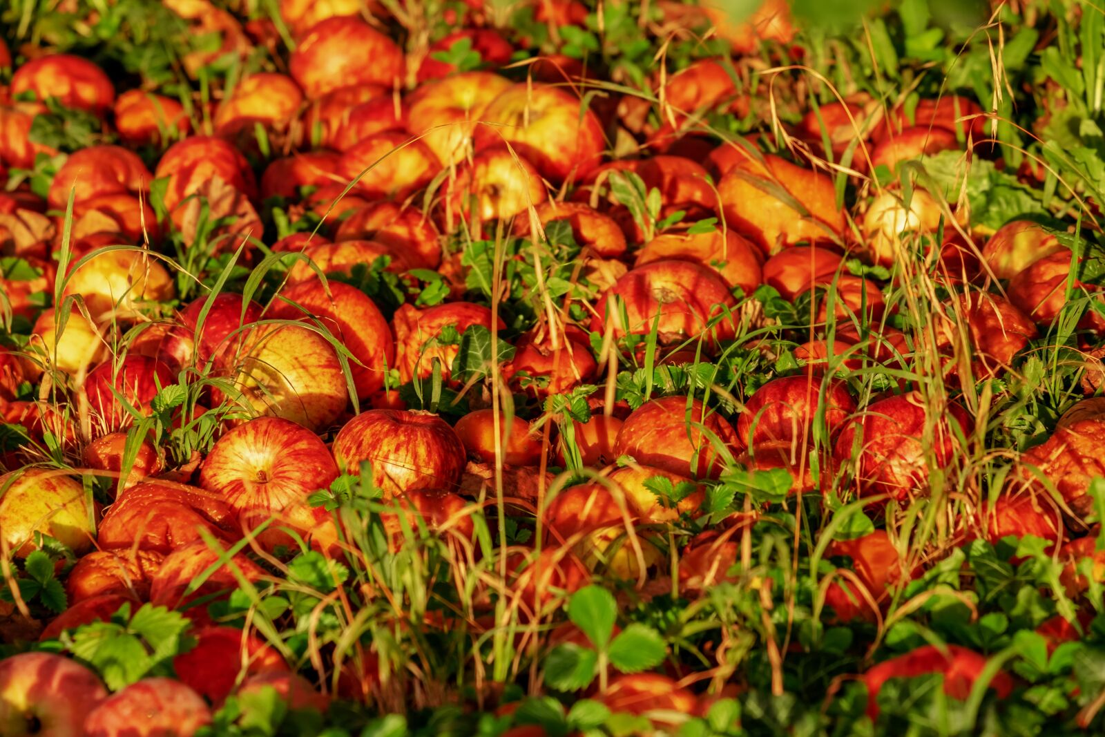 Fujifilm XF 55-200mm F3.5-4.8 R LM OIS sample photo. Apple, royal gala, fruit photography