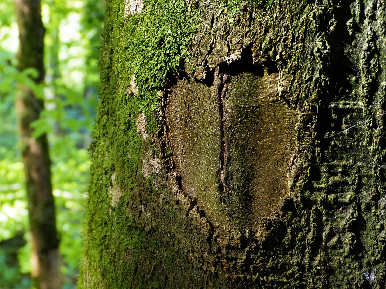 Panasonic Lumix DMC-FZ150 sample photo. Tree, bark, heart photography