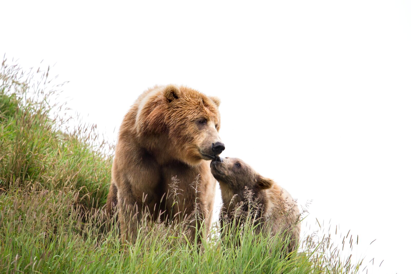 Canon EOS 6D sample photo. Kodiak, brown bear, sow photography