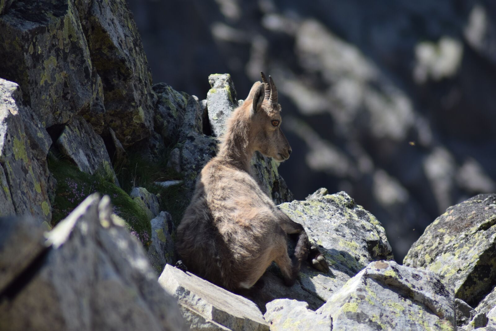 Nikon D5300 sample photo. Ibex, puppy, nature photography