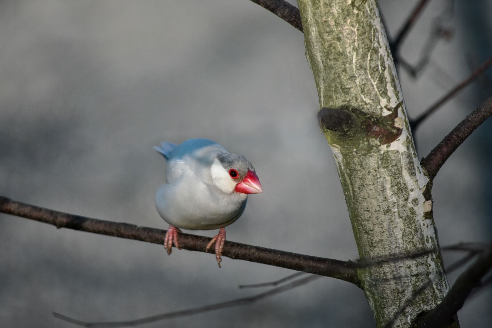 Nikon D7200 sample photo. Bird, wildlife, nature photography